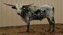 Kinnikinnick bull