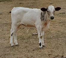 APHRODITE steer