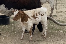 Van Horne Texa x Max’s Grace bull calf