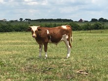 Allens 403 bull calf