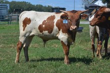 Hoosier Hometown Girl's 2023 Bull Calf