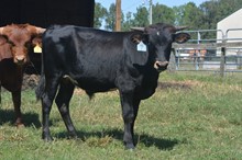 HBR Fantom's Safari 2023 Bull Calf