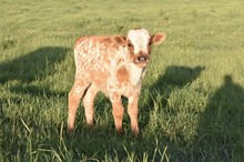 Van Horne Texa x JR Prize bull calf 
