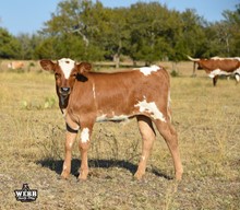 HL Top Notch x SE April Icon Beauty bull calf