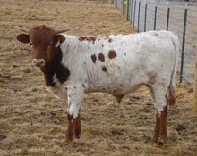 Paquella's 2011 bull