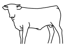 Bull calf 2019 Ringman x Taco 4