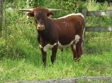 Bull calf 2013 Ringman BCB x Tumbling Bandita BCB